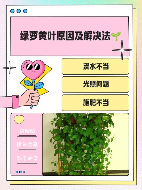水培绿萝叶子发黄怎么办？水培绿萝叶子发黄怎么办小妙招？-第3张图片-优品飞百科