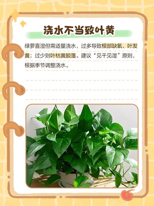 水培绿萝叶子发黄怎么办？水培绿萝叶子发黄怎么办小妙招？-第4张图片-优品飞百科