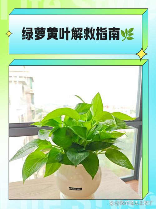 水培绿萝叶子发黄怎么办？水培绿萝叶子发黄怎么办小妙招？-第5张图片-优品飞百科
