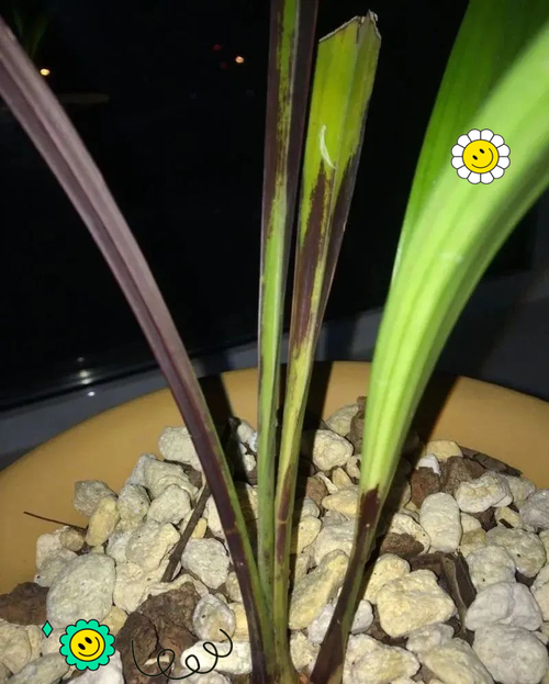 二月兰常见病虫害及防治方法，二月兰什么时候枯萎？-第3张图片-优品飞百科