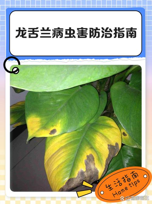 二月兰常见病虫害及防治方法，二月兰什么时候枯萎？-第4张图片-优品飞百科