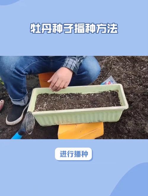 牡丹花种子种植方法和注意事项，牡丹花种子种植方法和注意事项图片-第3张图片-优品飞百科