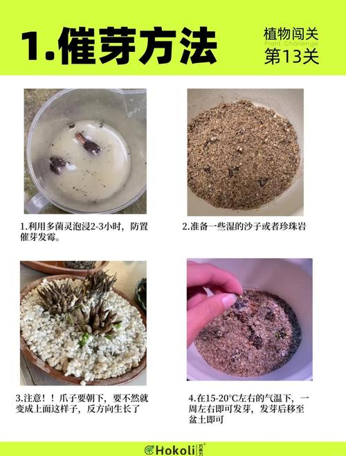 牡丹花种子种植方法和注意事项，牡丹花种子种植方法和注意事项图片-第4张图片-优品飞百科