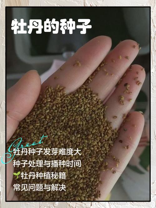 牡丹花种子种植方法和注意事项，牡丹花种子种植方法和注意事项图片-第5张图片-优品飞百科