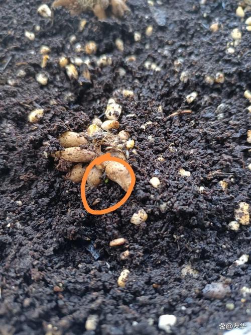 牡丹花种子种植方法和注意事项，牡丹花种子种植方法和注意事项图片-第6张图片-优品飞百科