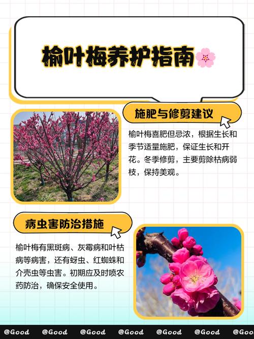 重瓣榆叶梅的养殖方法？重瓣榆叶梅的养殖方法和技术？-第2张图片-优品飞百科