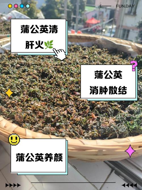 蒲公英泡水喝的功效，玫瑰花加蒲公英泡水喝的功效？-第2张图片-优品飞百科