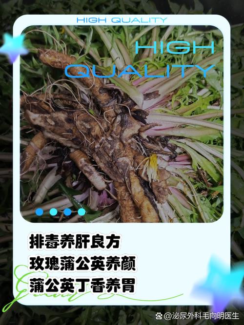 蒲公英泡水喝的功效，玫瑰花加蒲公英泡水喝的功效？-第8张图片-优品飞百科