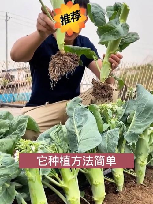 野菜还用出去挖?自己种点,天天能吃!,野菜还用出去挖?自己种点,天天能吃吗?-第2张图片-优品飞百科 野菜还用出去挖?自己种点,天天能吃!,野菜还用出去挖?自己种点,天天能吃吗?-第2张图片-优品飞百科