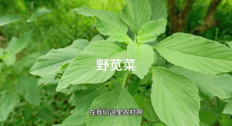 野菜还用出去挖?自己种点,天天能吃!,野菜还用出去挖?自己种点,天天能吃吗?-第3张图片-优品飞百科 野菜还用出去挖?自己种点,天天能吃!,野菜还用出去挖?自己种点,天天能吃吗?-第3张图片-优品飞百科