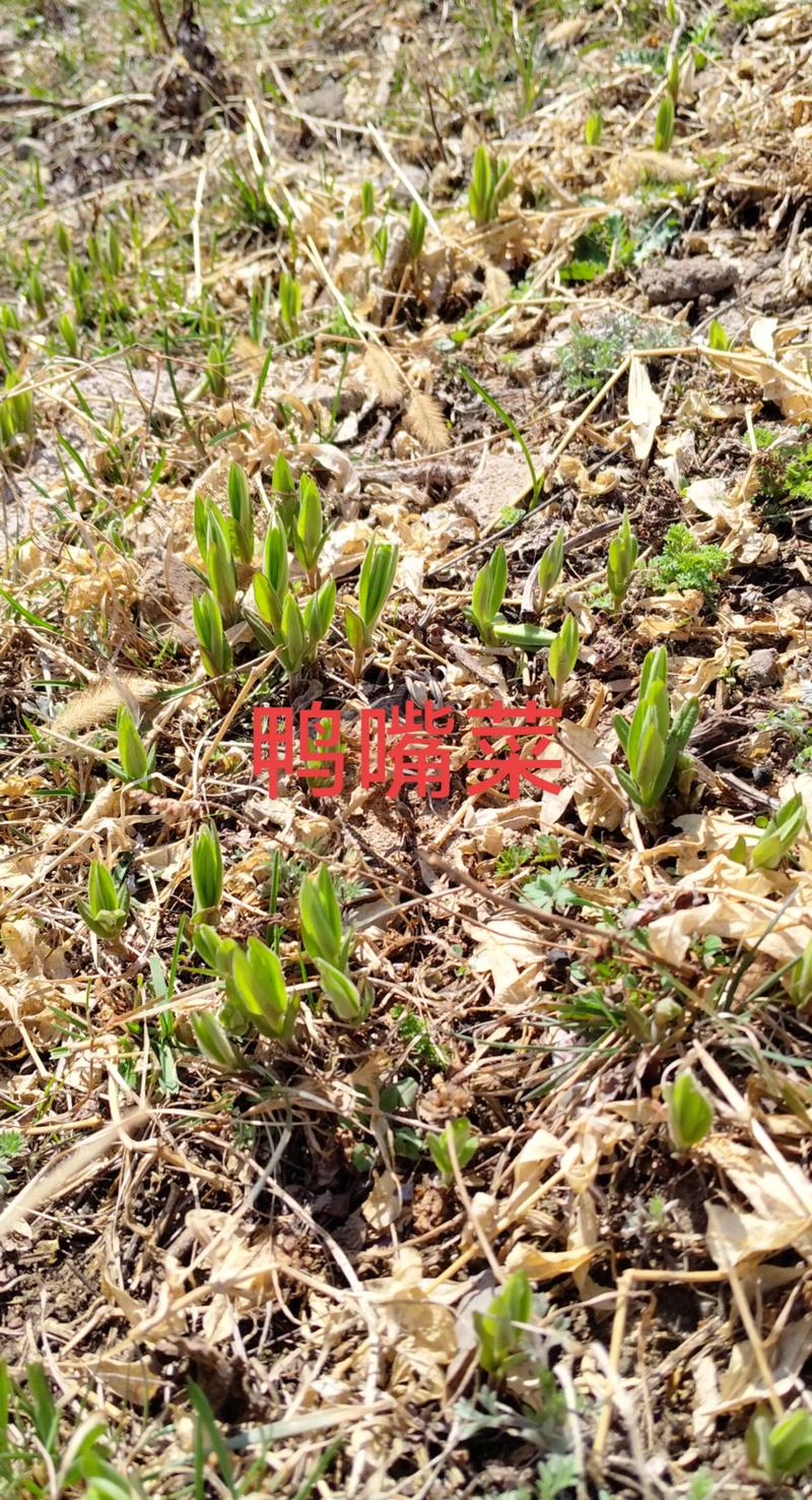 野菜还用出去挖?自己种点,天天能吃!,野菜还用出去挖?自己种点,天天能吃吗?-第5张图片-优品飞百科 野菜还用出去挖?自己种点,天天能吃!,野菜还用出去挖?自己种点,天天能吃吗?-第5张图片-优品飞百科