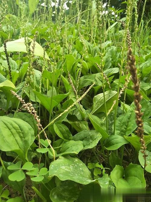 野菜还用出去挖?自己种点,天天能吃!,野菜还用出去挖?自己种点,天天能吃吗?-第7张图片-优品飞百科 野菜还用出去挖?自己种点,天天能吃!,野菜还用出去挖?自己种点,天天能吃吗?-第7张图片-优品飞百科