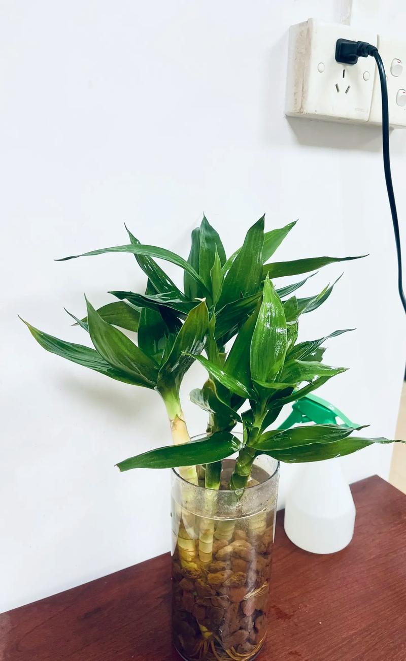 富贵竹买回来要剪根吗?富贵竹买回来要剪根吗图片?-第6张图片-优品飞百科 富贵竹买回来要剪根吗?富贵竹买回来要剪根吗图片?-第6张图片-优品飞百科
