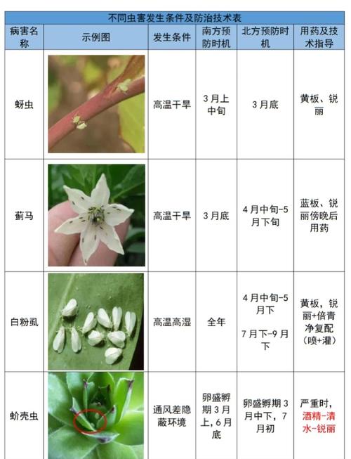 郁金香会长虫子吗，郁金香病虫害，郁金香长虫子了有什么办法吗