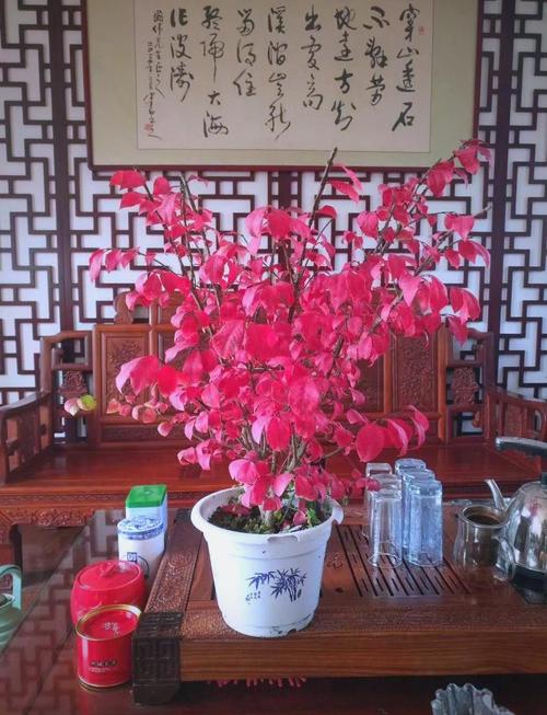 火焰卫矛的养殖方法和注意事项，火焰卫茅图片-第3张图片-优品飞百科