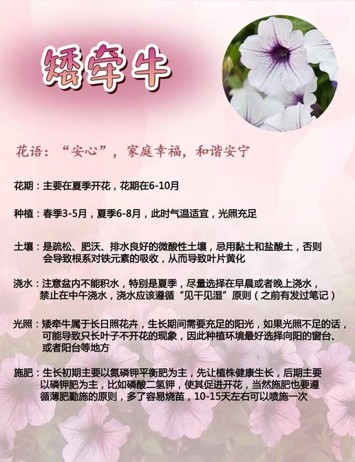 牵牛子的养殖方法和注意事项，牵牛子的养殖方法和注意事项是什么-第3张图片-优品飞百科