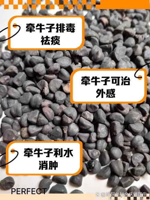 牵牛子的养殖方法和注意事项，牵牛子的养殖方法和注意事项是什么-第4张图片-优品飞百科
