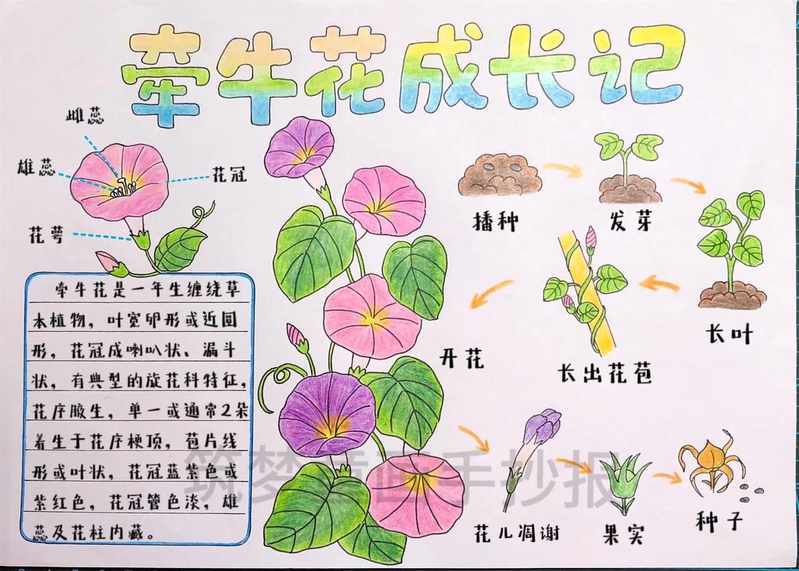 牵牛子的养殖方法和注意事项，牵牛子的养殖方法和注意事项是什么-第5张图片-优品飞百科