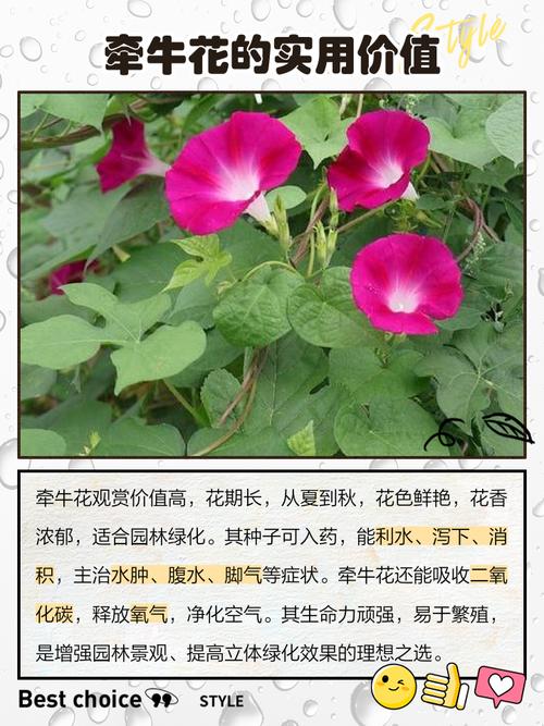牵牛子的养殖方法和注意事项，牵牛子的养殖方法和注意事项是什么-第8张图片-优品飞百科