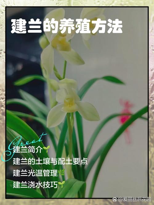 建兰冬天怎么养？建兰冬季的养殖方法和注意事项？-第2张图片-优品飞百科