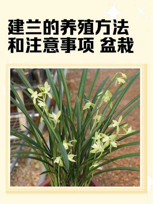 建兰冬天怎么养？建兰冬季的养殖方法和注意事项？-第3张图片-优品飞百科