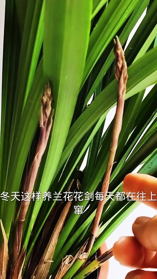 建兰冬天怎么养？建兰冬季的养殖方法和注意事项？-第5张图片-优品飞百科