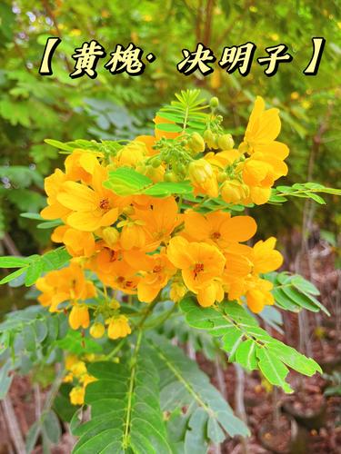 黄槐决明的养殖方法和注意事项？黄槐决明的养殖方法和注意事项有哪些？-第2张图片-优品飞百科
