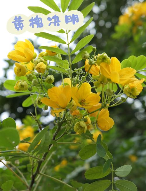 黄槐决明的养殖方法和注意事项？黄槐决明的养殖方法和注意事项有哪些？-第3张图片-优品飞百科