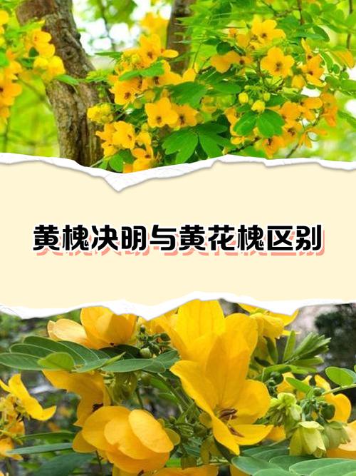 黄槐决明的养殖方法和注意事项？黄槐决明的养殖方法和注意事项有哪些？-第5张图片-优品飞百科