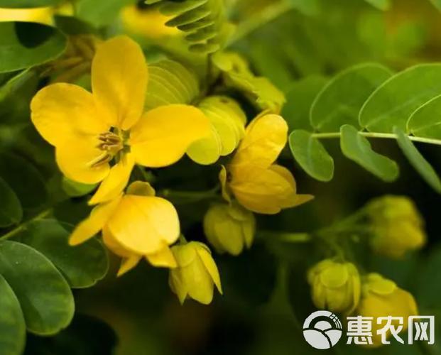 黄槐决明的养殖方法和注意事项？黄槐决明的养殖方法和注意事项有哪些？-第7张图片-优品飞百科