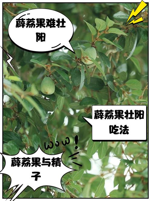 薜荔果的功效与作用，薜荔果的功效与作用 视频？-第2张图片-优品飞百科