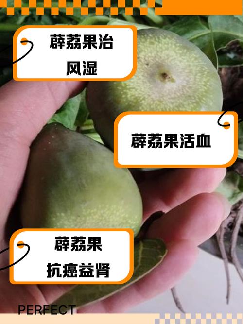 薜荔果的功效与作用，薜荔果的功效与作用 视频？-第4张图片-优品飞百科