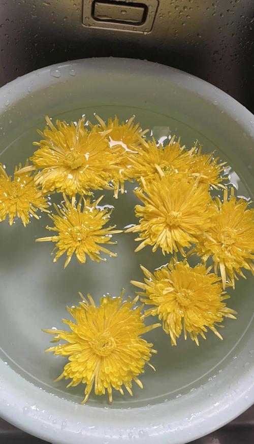 菊花叶子枯萎了怎么办，菊花叶子枯萎了怎么办呢？-第2张图片-优品飞百科
