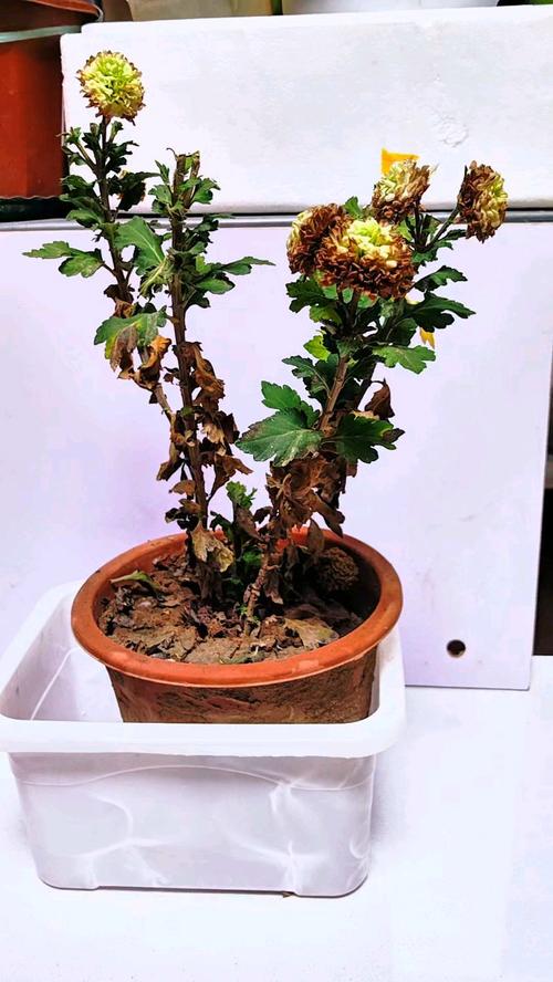菊花叶子枯萎了怎么办，菊花叶子枯萎了怎么办呢？-第3张图片-优品飞百科