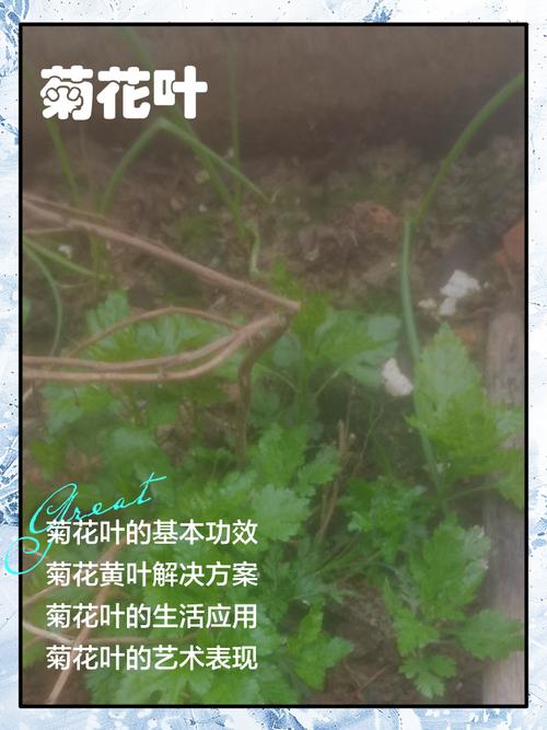菊花叶子枯萎了怎么办，菊花叶子枯萎了怎么办呢？-第4张图片-优品飞百科