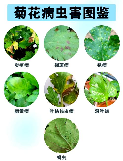 菊花叶子枯萎了怎么办，菊花叶子枯萎了怎么办呢？-第5张图片-优品飞百科