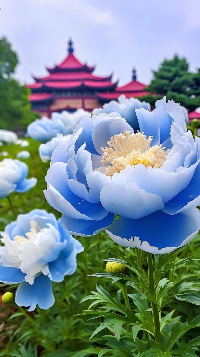 这7种花一开就成球，花朵抱成团，阳台都要挤爆了！，什么花一开就谢了？-第2张图片-优品飞百科