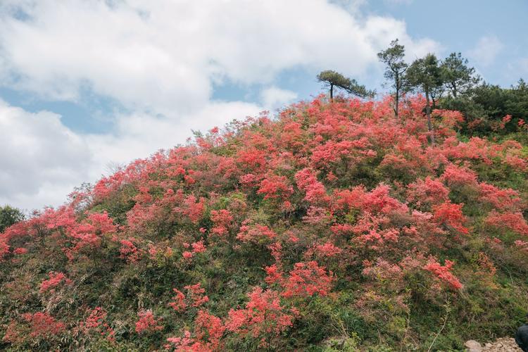 映山红树桩如何栽培，映山红树桩盆景养殖管理