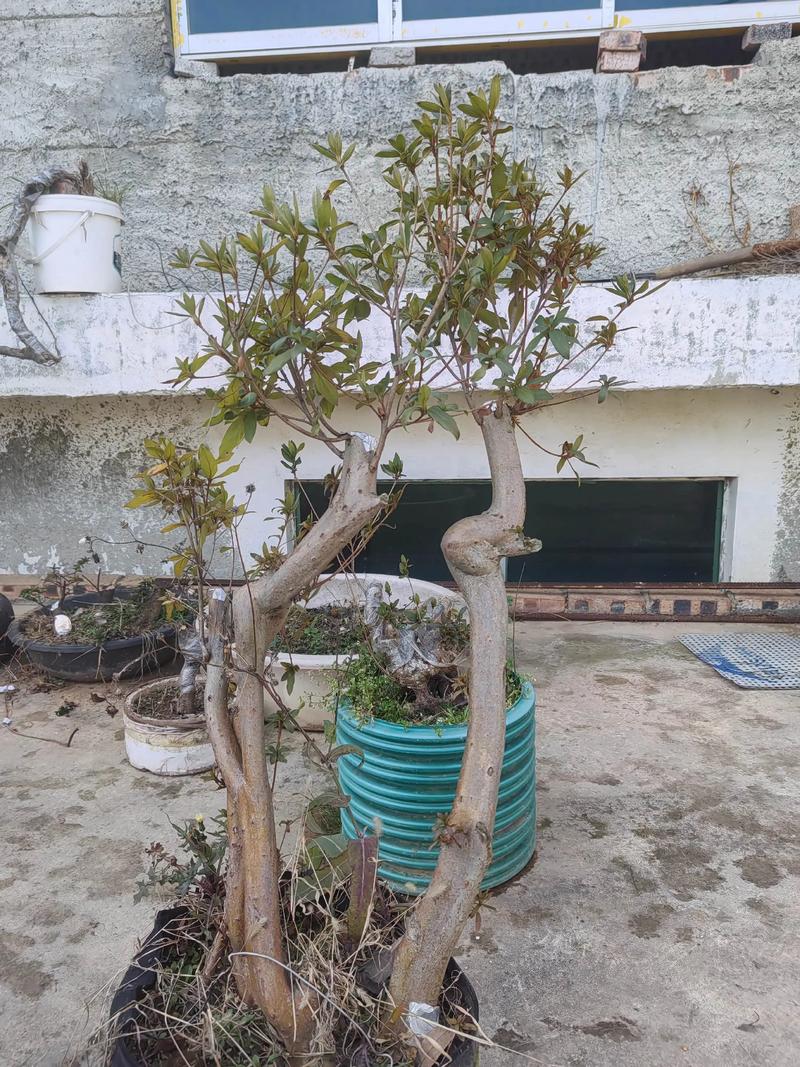 映山红树桩如何栽培，映山红树桩盆景养殖管理-第2张图片-优品飞百科