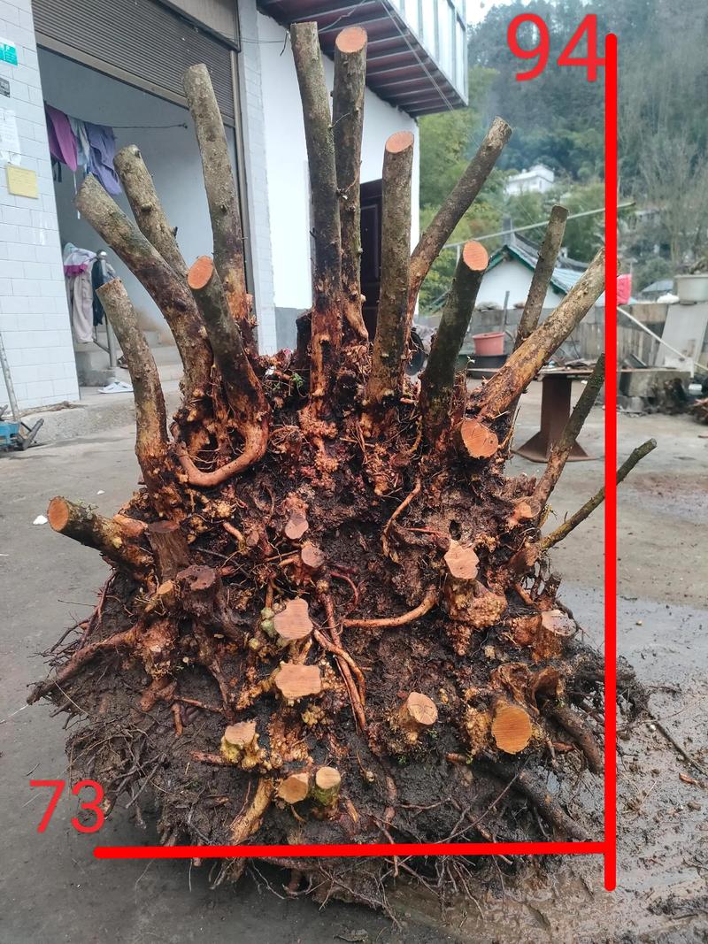 映山红树桩如何栽培，映山红树桩盆景养殖管理-第3张图片-优品飞百科