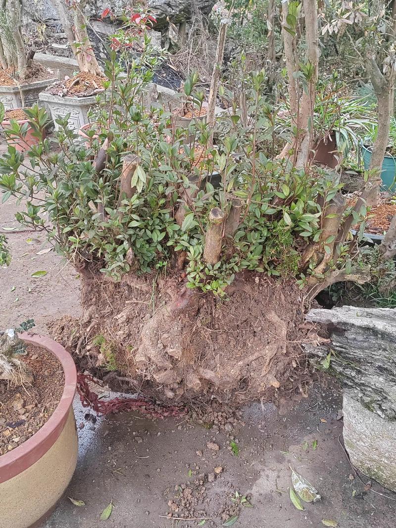 映山红树桩如何栽培，映山红树桩盆景养殖管理-第4张图片-优品飞百科