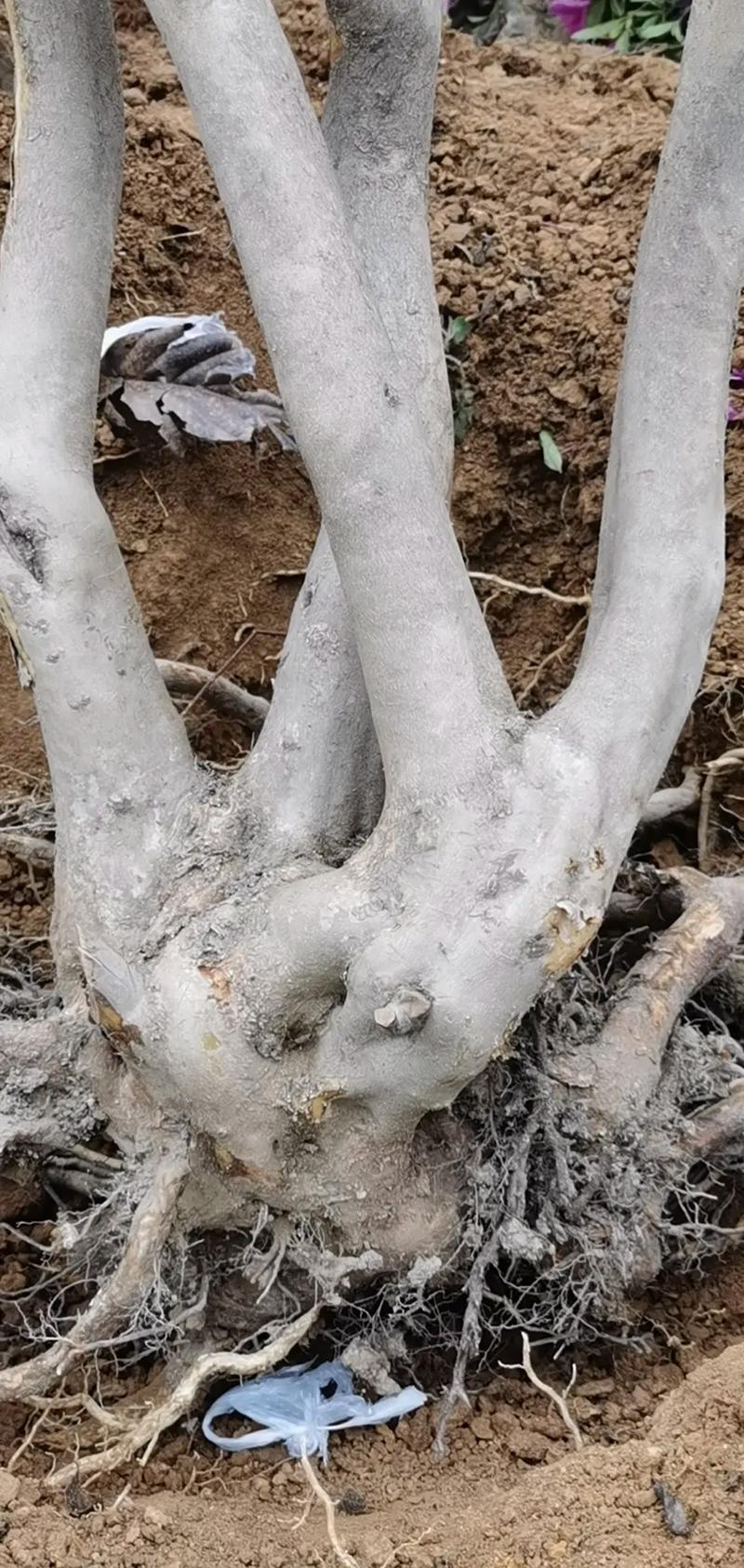 映山红树桩如何栽培，映山红树桩盆景养殖管理-第5张图片-优品飞百科
