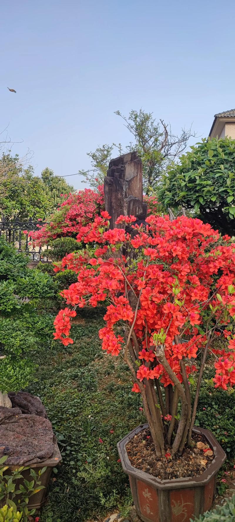 映山红树桩如何栽培，映山红树桩盆景养殖管理-第6张图片-优品飞百科