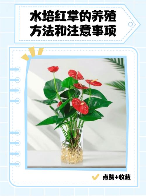 红掌叶子能用啤酒擦吗，红掌叶子能用啤酒擦吗图片？