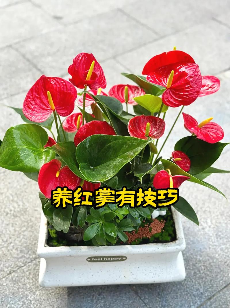 红掌叶子能用啤酒擦吗，红掌叶子能用啤酒擦吗图片？-第4张图片-优品飞百科