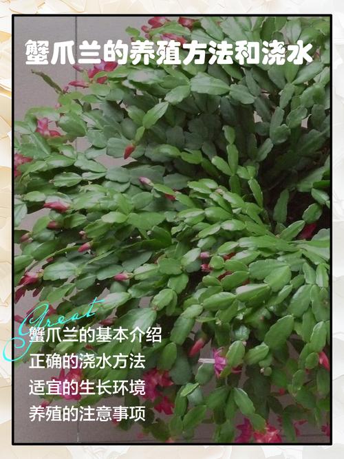 怎么养蟹爪兰，蟹爪兰可以水培吗，蟹爪兰可以水培吗怎样水培？