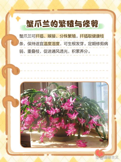 怎么养蟹爪兰，蟹爪兰可以水培吗，蟹爪兰可以水培吗怎样水培？-第3张图片-优品飞百科