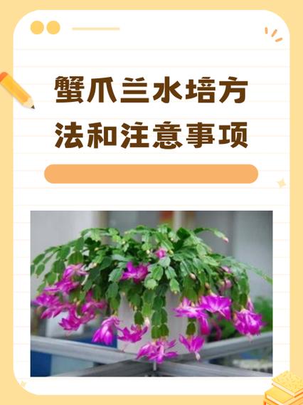 怎么养蟹爪兰，蟹爪兰可以水培吗，蟹爪兰可以水培吗怎样水培？-第4张图片-优品飞百科