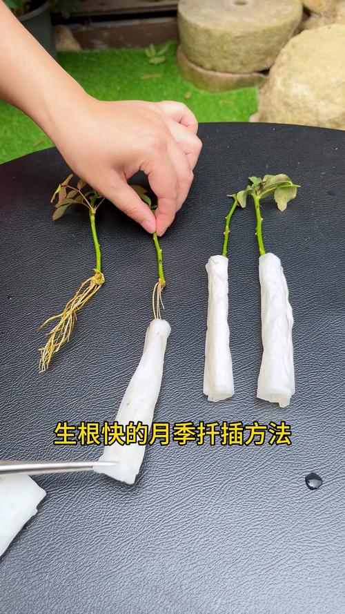柳树嫁接月季的方法？柳树嫁接月季方法视频？