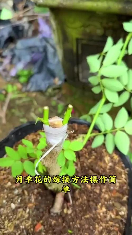 柳树嫁接月季的方法？柳树嫁接月季方法视频？-第4张图片-优品飞百科